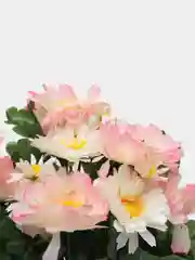 Искусственные цветы. Герберы (букет двухцветный). Композиция. Высота: 350 мм
