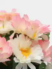 Искусственные цветы. Герберы (букет двухцветный). Композиция. Высота: 350 мм