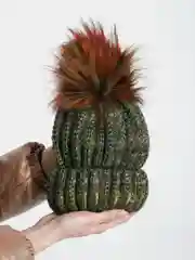 Шапка женская Koton