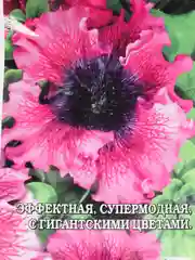 Семена Петуния "Превосходнейшая темно-пурпурная" набор 1, 3, 5 уп