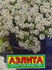 Семена Алиссум приморский "Горный снег" набор 1, 3, 5 уп