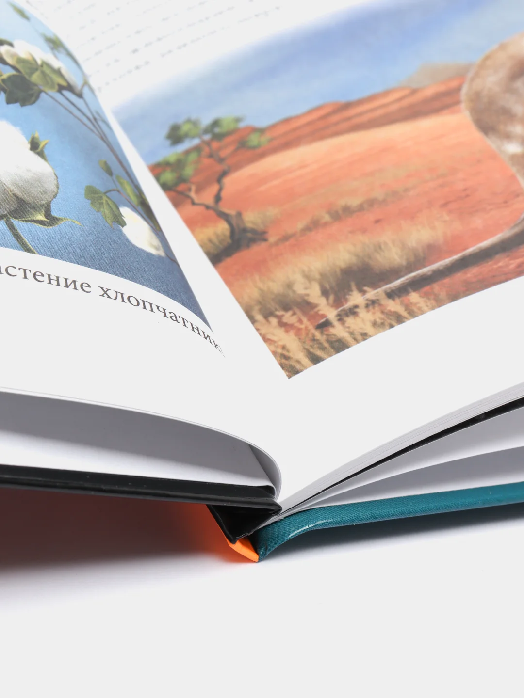 Зелёный хаки энциклопедия для детей "В мире знаний", серия книг, твёрдый переплёт, яркие иллюстрации