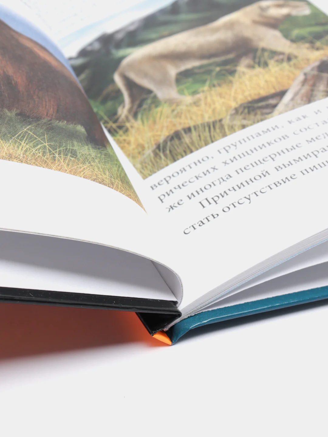 Кремовый энциклопедия для детей "В мире знаний", серия книг, твёрдый переплёт, яркие иллюстрации
