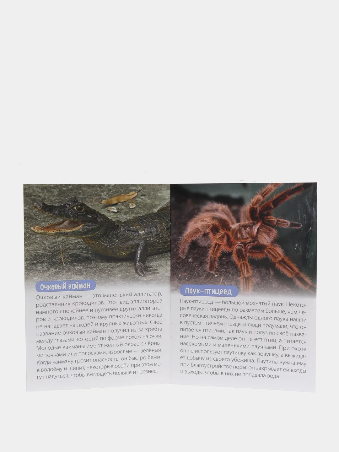 Обучающая книга "Животные Южной Америки", 20 страниц