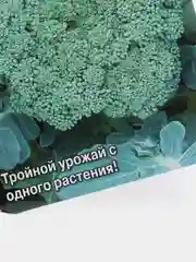 Семена Капуста брокколи "Цезарь" набор 1, 3, 5 уп