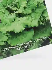 Семена Салат "Кучерявец Одесский" набор 1, 3, 5 уп