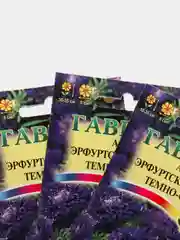 Семена Астра "Эрфуртский карлик темно-синяя" набор 1, 3, 5 уп