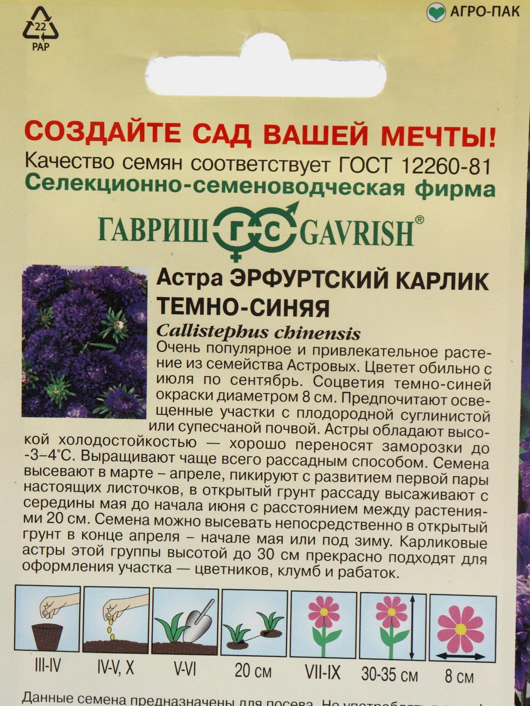 Семена Астра "Эрфуртский карлик темно-синяя" набор 1, 3, 5 уп