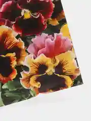 Семена Виола Виттрока  Рококо (Анютины глазки) набор 1, 3, 5 уп