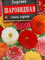 Семена георгина  Шаровидная  смесь сортов набор 1, 3, 5 уп
