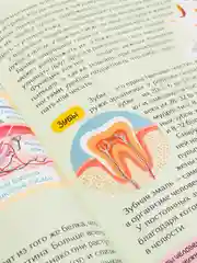 Детская энциклопедия "Тело Человека", 48 страниц