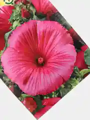 Семена Лаватера "Рубин"