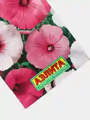 Семена Лаватера "Богиня солнца"