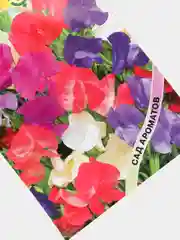Горошек душистый "Маммут", смесь, семена