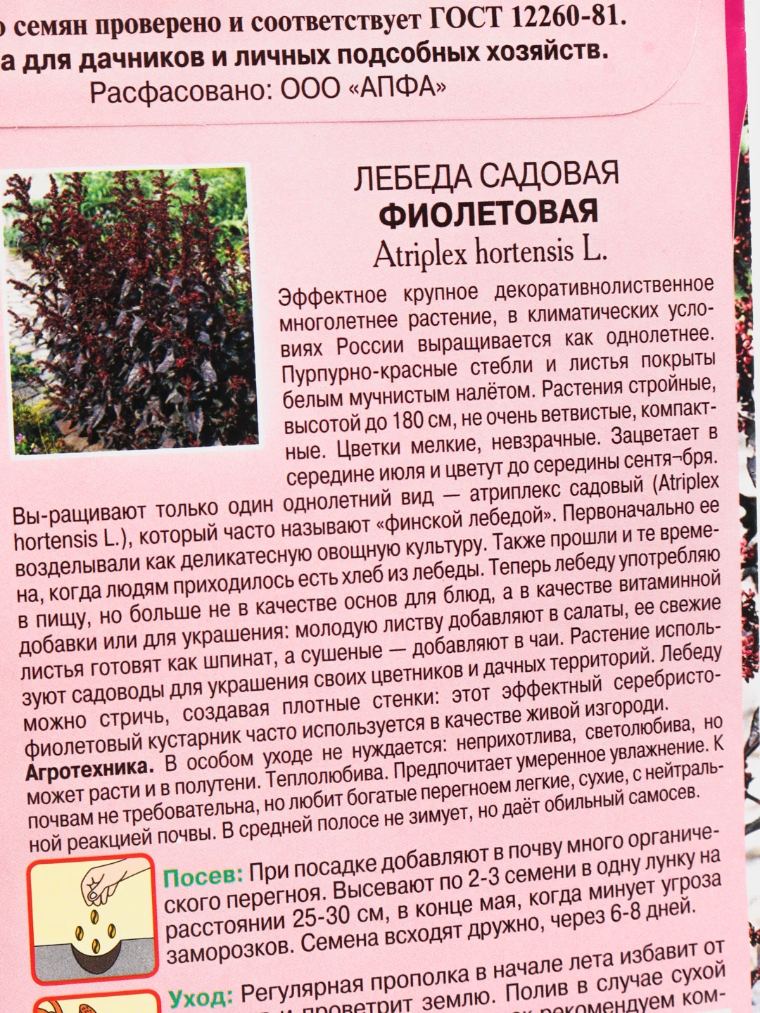 Семена Лебеда садовая "Фиолетовая", цветы
