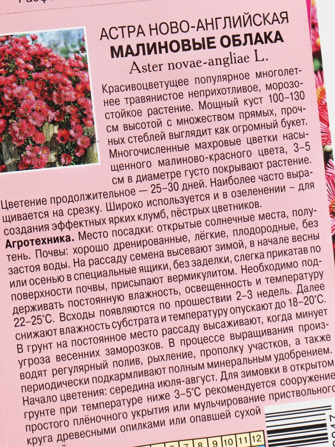Семена Астра "Малиновые облака"