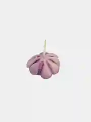 Суккуленты