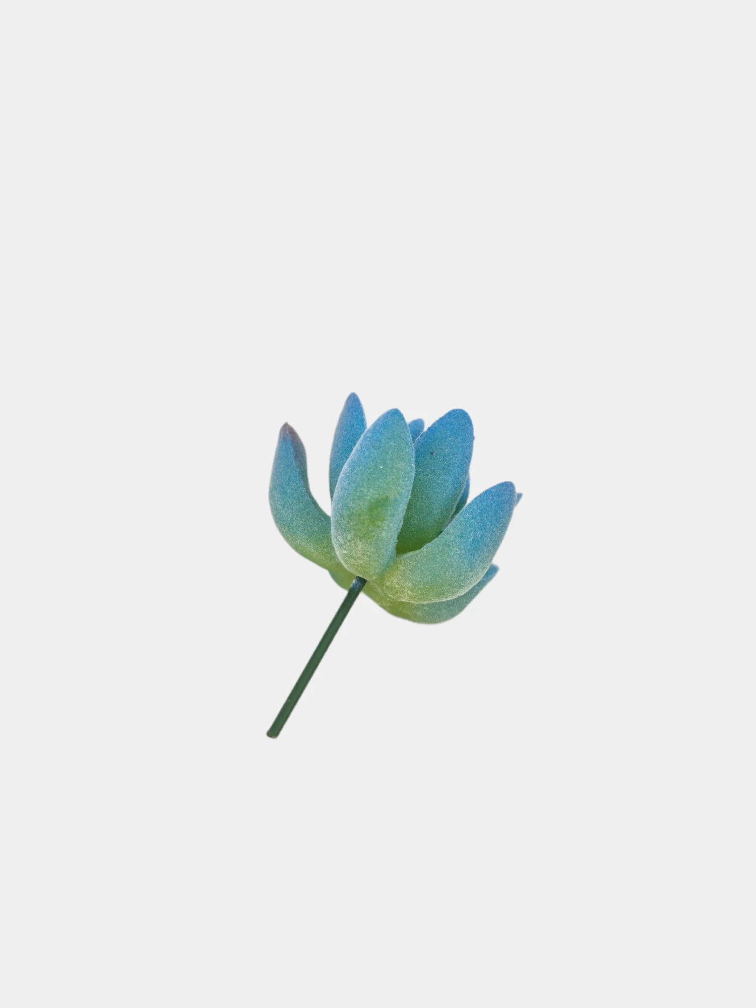 Суккуленты