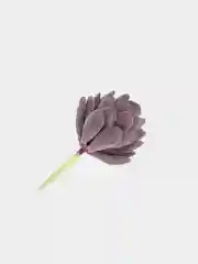 Суккуленты