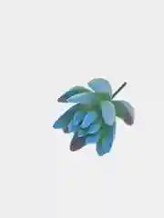 Суккуленты