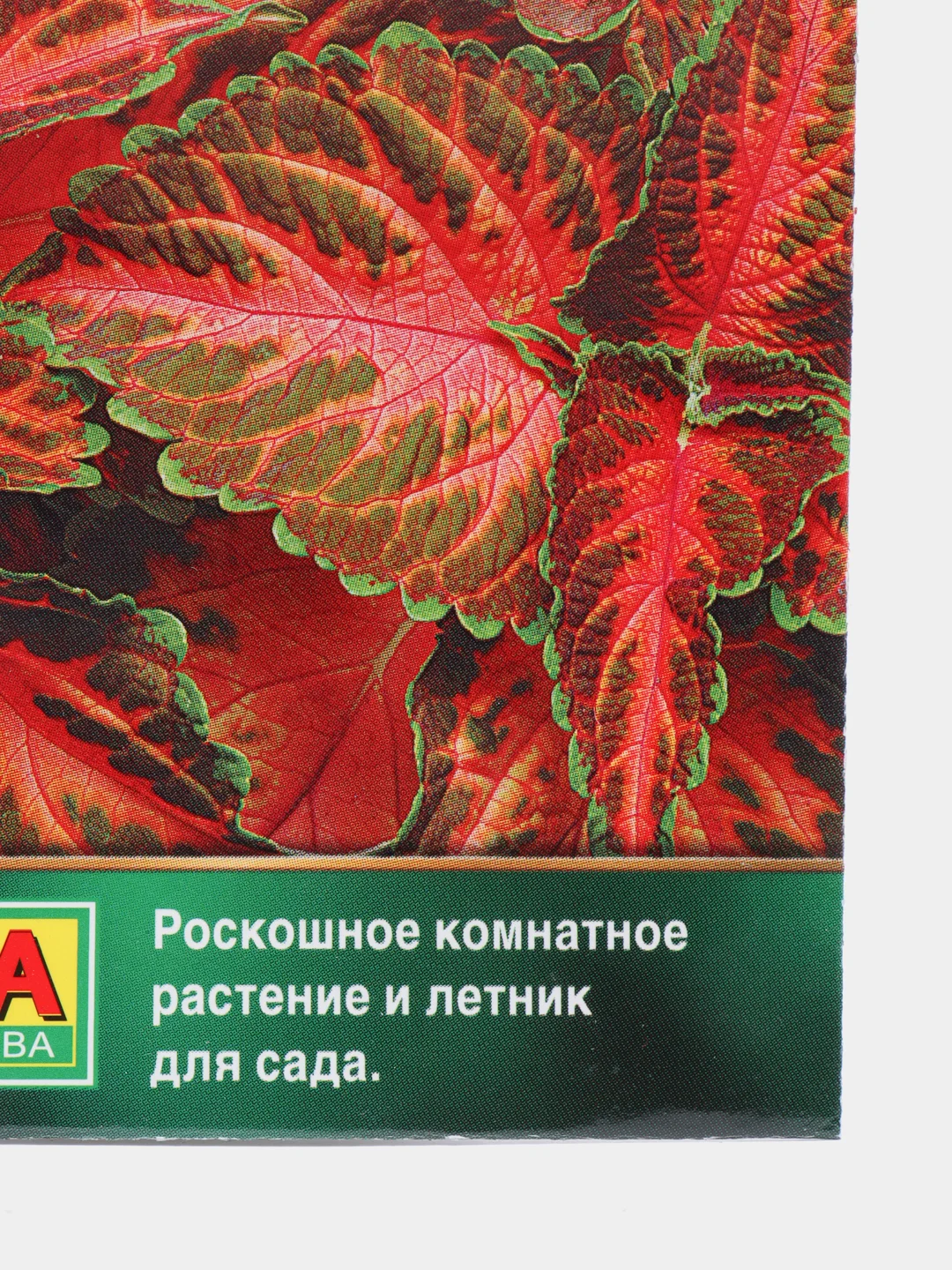 Колеус блюме "Коралловый восход", семена