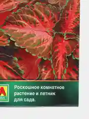 Колеус блюме "Коралловый восход", семена