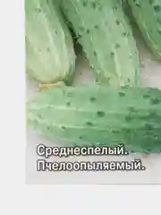 Семена Огурец F1 "Чудо Грунта"