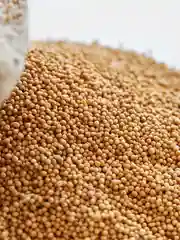 Семена горчицы белой 1 кг, медонос, сидерат, "Просто семена"