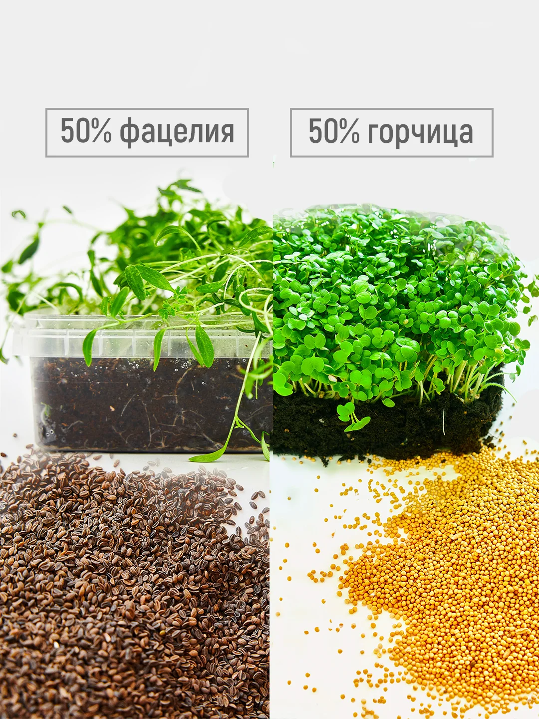 Сидерат для картофеля, 0,5 кг, смесь семян фацелия 50% и горчица белая 50%