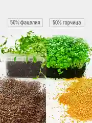 Сидерат для картофеля, 0,5 кг, смесь семян фацелия 50% и горчица белая 50%