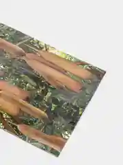 Кигелия "Колбасное дерево", семена, цветы