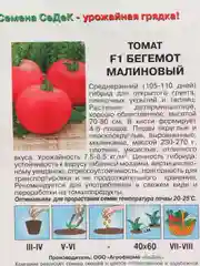 Томат F1 Бегемот малиновый
