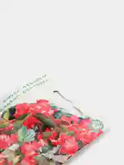 Семена Бегония Викинг коралловая на бронзовом