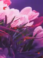 Коврик для мыши CoolPodarok "Природа. Цветы на фиолетовом фоне"