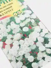 Тысячелистник "Жемчуг", семена цветов