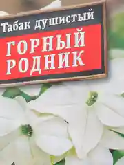 Табак Горный родник (семена)
