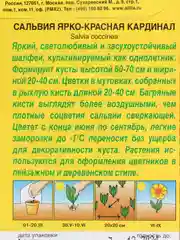 Семена цветов Сальвия "Кардинал", 0.1 г