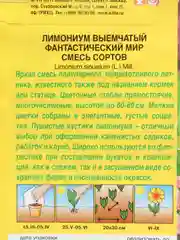 Семена цветов Кермек лимониум "Фантастический мир", смесь окрасок, О, 0.1 г