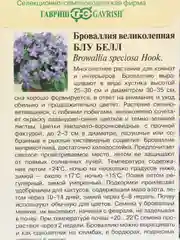 Броваллия великолепная "Блу Белл"