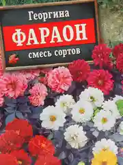 Семена Георгина смесь сортов "Фараон" набор 1, 3, 5 уп