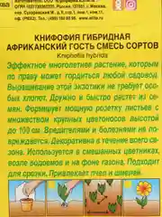 Семена Книфофия "Африканский гость" набор 1, 3, 5 уп