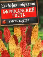 Семена Книфофия "Африканский гость" набор 1, 3, 5 уп