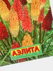 Семена Книфофия "Африканский гость" набор 1, 3, 5 уп