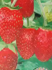 Земляника Любаша (семена)
