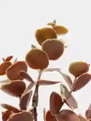 Коричневый эвкалипт искусственный, кустик