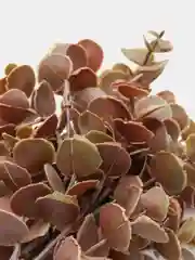 Коричневый эвкалипт искусственный, кустик