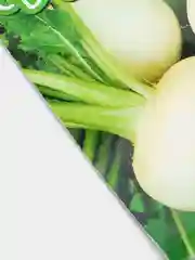 Репа дуэт "Дуняша и Гейша", семена