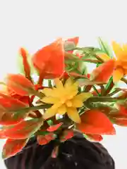 Растение Laguna "Людвигия", 80 мм, красно-зеленая