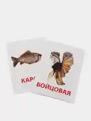 Карамельный развивающие карточки по методике Г. Домана для детей, 10 карт, А6, 2+