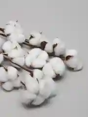 Декоративный букет из натурального хлопка, сухоцветы